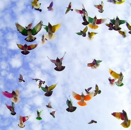 dove - colorful, sky, dove, fly