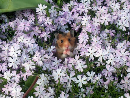 Flowery Hamster - hamster, flowers, cute, rodent