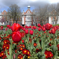 flowers by conte