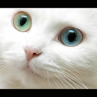 Green-blue Eyes