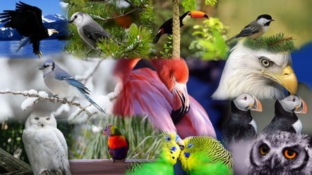 Birds of a Feather - parrots, collage, widescreen, owls, eagles, firefox persona, puffins, birds, colorful