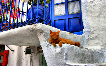 Home-sweet-home - stairs, home, cat, island, house