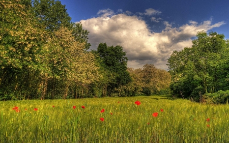 papaveri - papaveri, green, field, poppy