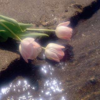 Lost Tulips