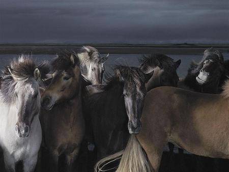 Mustang night - black, water, night, horses, white, brown, mustangs, wild, grey