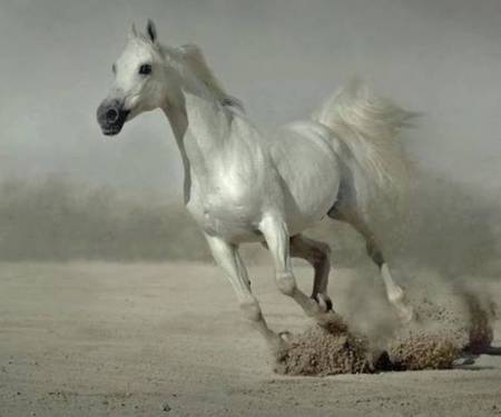 Silver Arabian Running Free - nature, desert, horse, animals