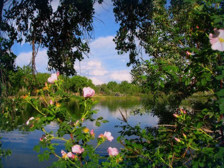 Soothing scene - flowers, lovely, lake, green