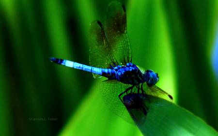 Blue Dragonfly - closeup, dragonfly, grass, beautiful