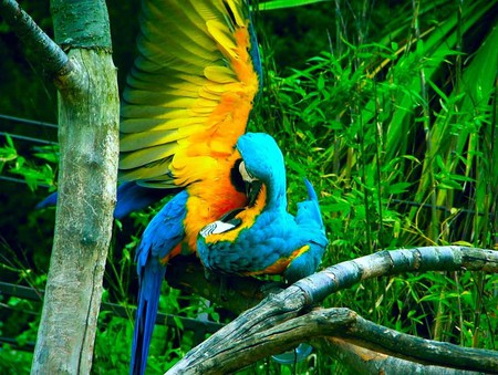 Macaws Preening - preening, color, birds, macaws