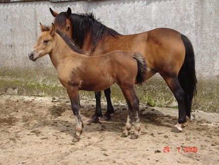 Mother And Daughter - horses, foal, barn, mare, corral