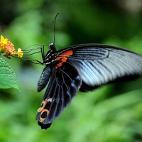 Great Mormon butterfly