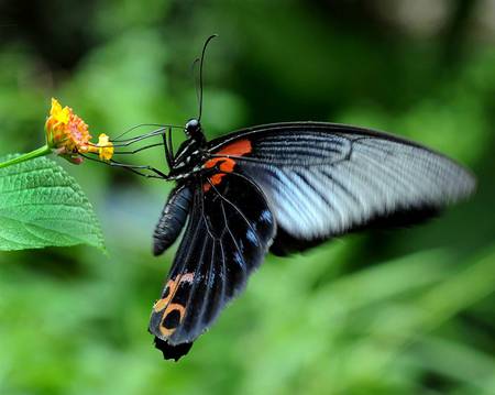 Great Mormon butterfly - great, mormon, butterfly, animals