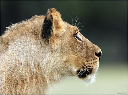 Concentration - hunter, female, lioness, plains, concentrating