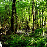 walkway through swampland