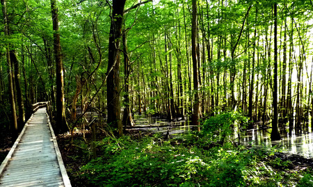 walkway through swampland - boardwalk, lush, trees, forest, water, greenery, swamp