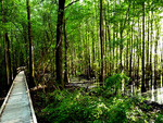 walkway through swampland