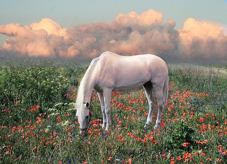 Flowers on the hill - hill, flowers, clouds, white, feeding, horse