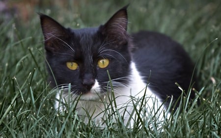 Eye Catching - laying, two, furball, cat, tone, grass