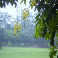 Hanging flowers