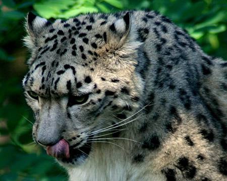 Tastes - white, sweet, grey, snowleopard