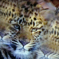 Snowleopard Kitty