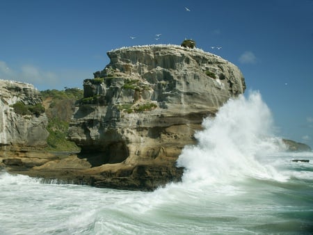 Muriwai Beach Gannet Colony - sky, ocean, surf, water, waves, foam, white, spray, green, rock, birds