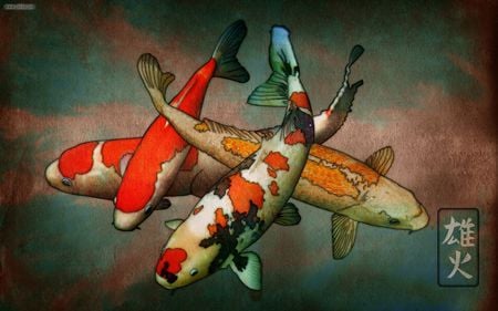 Koi - fish, carefree, swimming, colourful