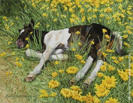 Spring Break - sleeping, field, flowers, calf