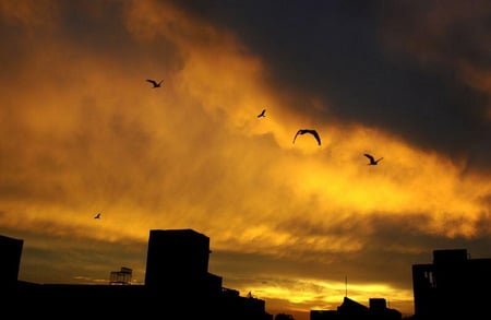 Lovely Evening - evening, birds, dark, sky