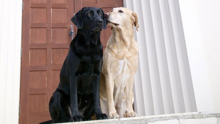 nibbles - black, door, white, lab, yellw, brown, dog, k9