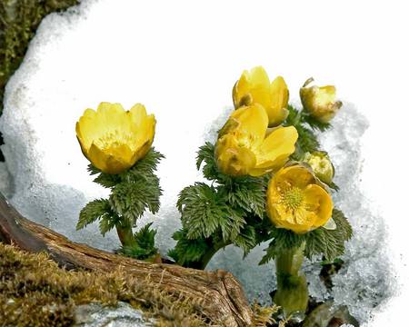 Yellow Wildflowers and Snow - stems, winter, white, snow, green, leaves, log, flowers, colourful, asia