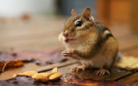 Chipmunk - squirrels, chipmunk, animals, beautiful