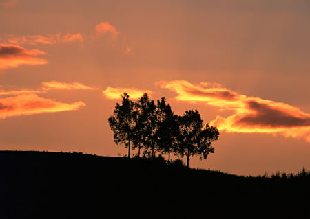 trees - model, nice, beautiful, abstract, other