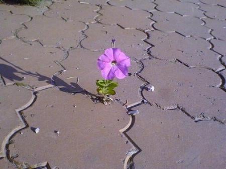 Survival - grey, surviving, flower, pink, walkway, lockstone