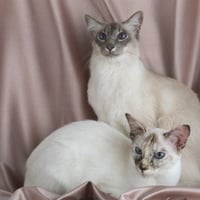 Balinese Cats