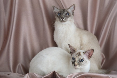 Balinese Cats - feline, blue, cats, balinese