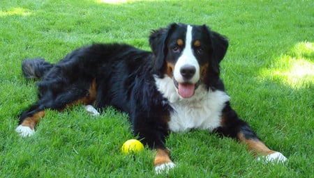 Beranese Mountain Dog - canine, dog, tri color, beranese