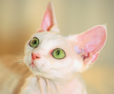 Devon Rex - feline, rex, cat, devon rex