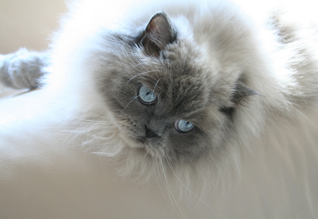 Aint I Cute? - furry, long-haired, himalyan, himalayan, himi, cat, pet, blue point, blue eyes