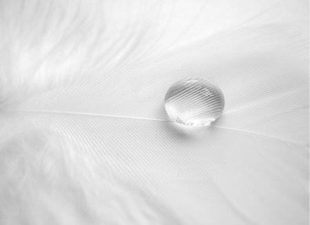 silent drop - shy, white, feather, light