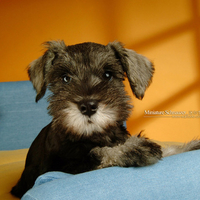 Miniature Schnauzer