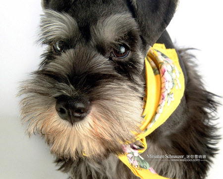 Dressed to go - snauzer, bandana, dog, pet, scarf