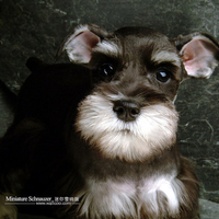 Schnauzer portrait