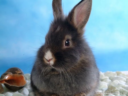 White nose - rabbit, pet, seashell, white nose, bunny