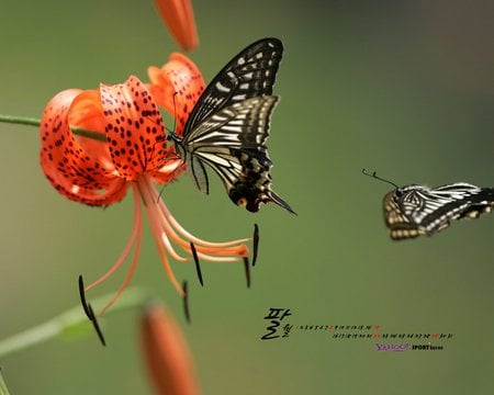 Butterfly on orange lily - orange, spotted, oriental lily, butterflies