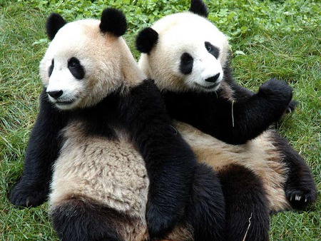 Brothers - white, bears, brothers, panda, black