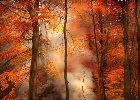 Autumn mists - orange, autumn, trees, thick mist