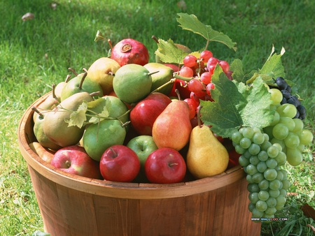 Fresh fruit barrel - timber barrel, pears, grapes, apples, fruit