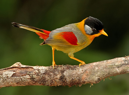 Silver-eared Mesia - red, black, bird, silver eared mesia, white, brown, gold, orange, branch