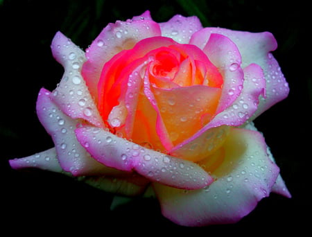 Rose - beautiful, flower, pink, rose